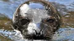 Запечатете обични